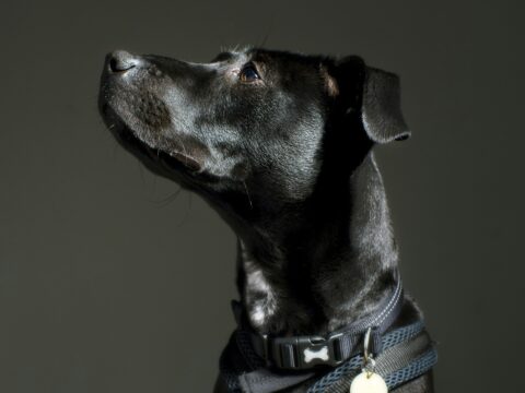 Are Dog Harnesses Better Than Collars? Here’s What Vets Say