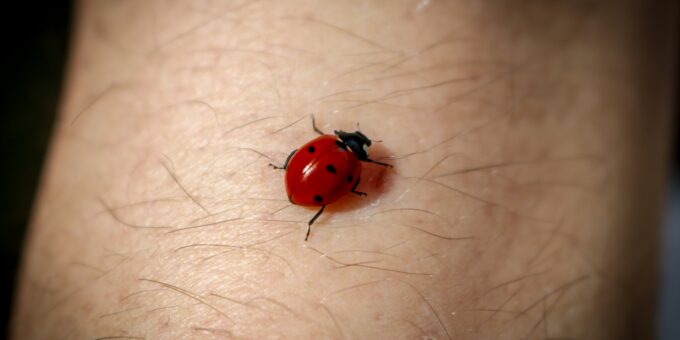 Understanding the Kissing Bug Disease: A Growing Concern in the U.S.