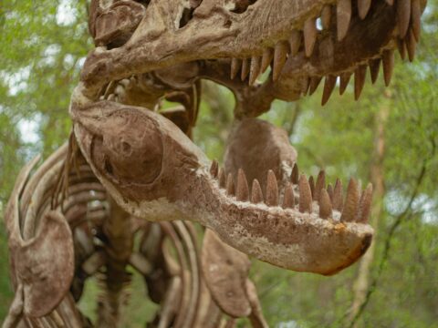 The Mystery of the Deep: Shocking Secrets Revealed by Black Eggs Found 20,000 Feet Deep in the Pacific