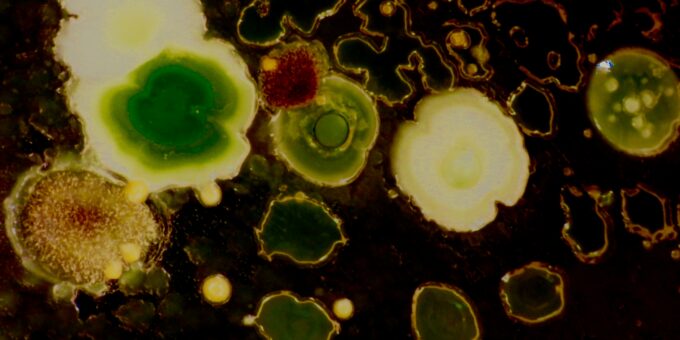 Snug with Your Bugs? How Microbes Control Your Sleep