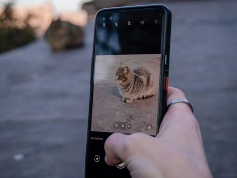 Capturing Feline Moments: My Experience Taking 100 Cat Photos with the Google Pixel 10