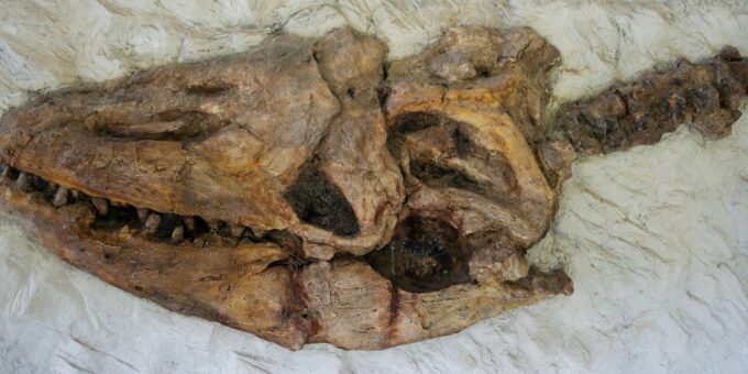 Unearthing the Past: New Species of Fossil Coelacanths Identified by Paleontologists
